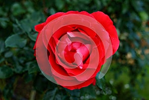 Close up of a red rose