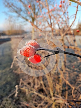 Close up of red rose hip covered in frost