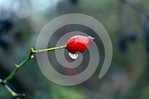 Close up of a red rose hip with water drop after rain