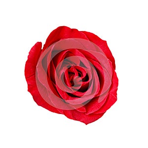 Close-up red rose isolated on white background