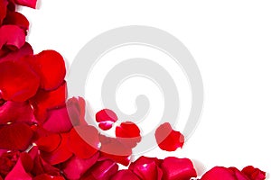 Close up of red rose petals with copyspace