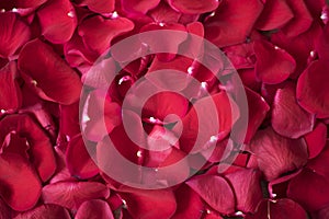 Close up of red rose petals. Floral background. Red rose stock photography. Styled marketing photography. Wedding, gift card