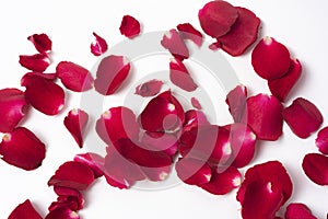 Close-up red rose petals flower