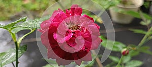 Close-up of red rose with raindrops in garden view.