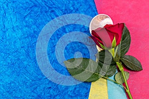 Close-up of a red rose on sea shell over blue background shot from the top. Love and valentine`s day concept