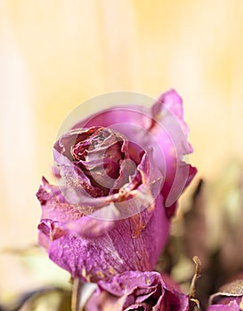 Close up red rose sear and dried petals