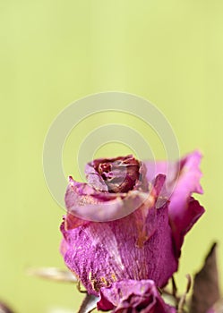 Close up dried flower dried rose