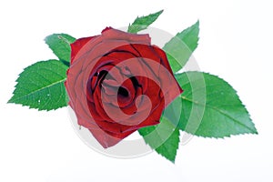 Close-up of red rose on white background