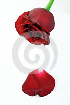 Close-up of red rose on white background