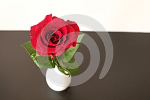 Close up red rose on white background photo