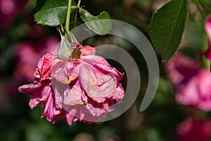 Close-up of a red rose with withered petals in front of a blurry background