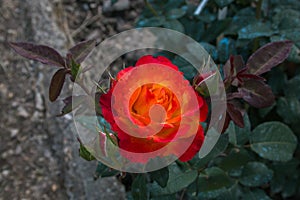 Close up of red rose with yellow shades in the park