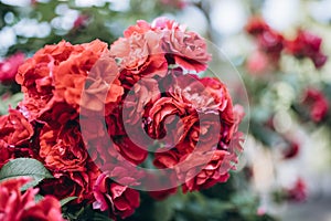 Close up red roses bushes with many flowers. In the city during summer