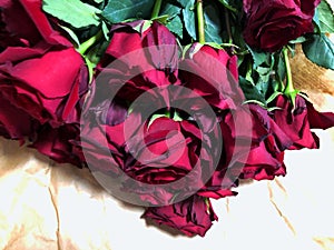 Close up of red roses and water drops