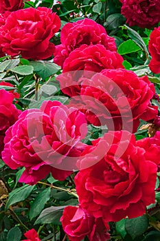 Close up of red rosies family Rosoideae  on a bush