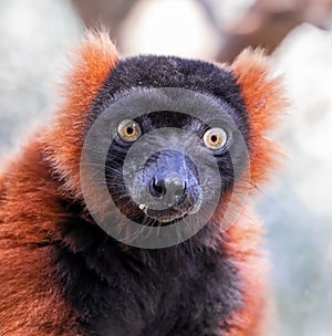 Close up of a Red ruffed lemur