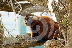 Close up of a Red ruffed lemur (Varecia rubra