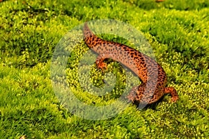 A close up of a Red Salamander.