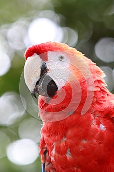 A close-up of a red scarlet macaw in Costa Rica photo