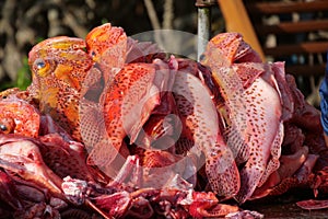 Close up of red scorpion fish caught and cleaned by fishermen