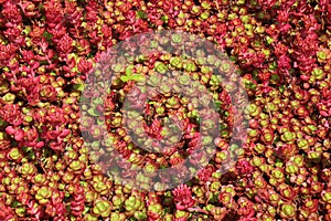 Close up of red Sedum Spurium plant.