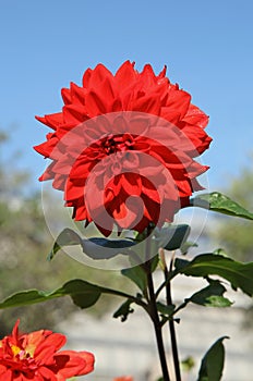 Close-up of red semi-cactus dahlia flowers