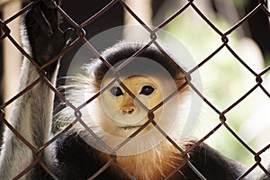 Close up Red-shanked douc langur