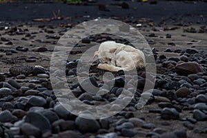 Close up of a red shell in a volcanic beach sand in Bali, Indonesia