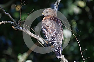 Red-shouldered hawk in Miramar Beach photo