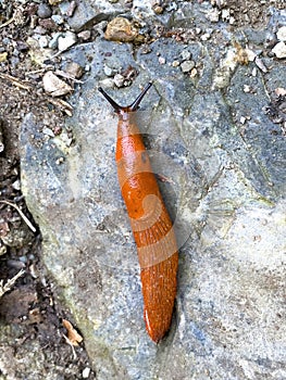 Close up of a red slug