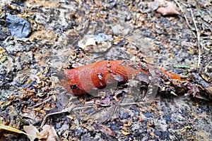 Close-up on a red slug photo