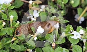 close up of The red slug (Arion rufus), also known as the large red slug, chocolate arion and European red snail, eating leafs in