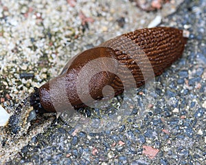close up of The red slug (Arion rufus), also known as the large red slug, chocolate arion and European red snail, eating leafs in