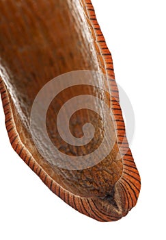 Close-up of Red slug skin, Arion rufus