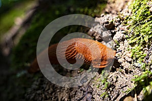 Close-up of a red snail on the ground of a woodland