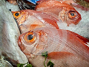 Close-up of red snapper fishes (lutjanus) on ice offered on a fish market