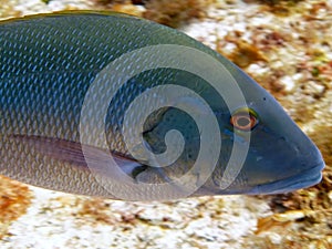 Close up of a Red Snapper (Lutjanus campechanus)