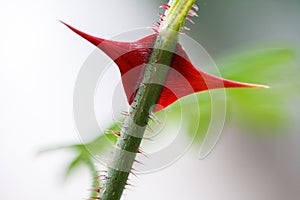 A close-up of a red spike