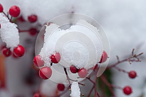 Close up of red sprite winterberry shrub with under snow photo