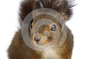 Close-up of a Red squirrel