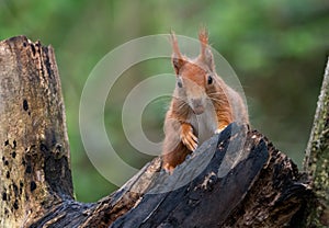 Close up of a red squirrel eating a hazelnut