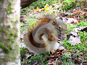 Close-up of a Red Squirrel eating