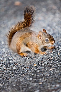 Close-up of a Red Squirrel on the ground.