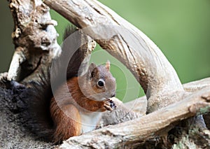 Close up of a Red squirrel sitting on a tree trunk
