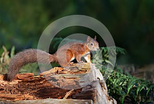 Close up of a Red squirrel on a tree log