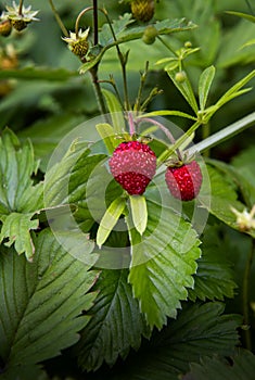 Close-up of red strawberries in garden