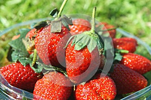 Close up red strawberry on green grass background