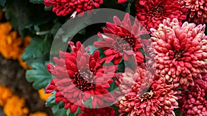 Close up of red sunflowers