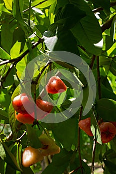 Red syzygium spp fruits on tree photo