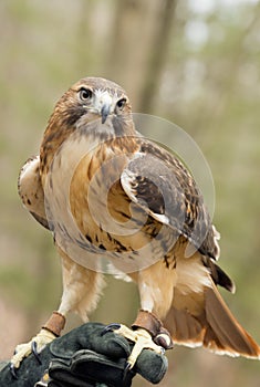 Close up of a red tailed hawk.